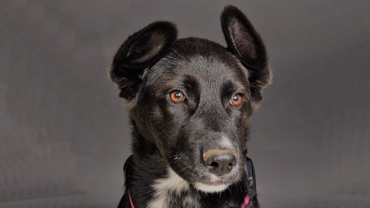 Ostavili su je u kanalu sa slomljenom zdjelicom. Oporavlja se i traži sreću