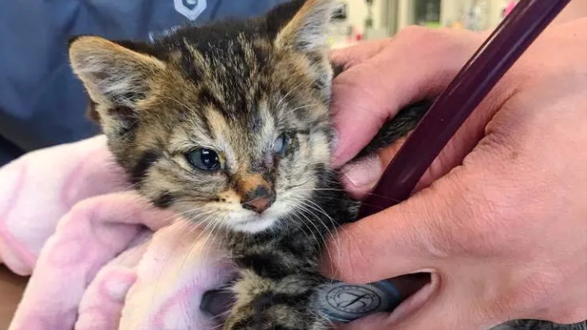 Mačka je ostavila mačića u tuđem dvorištu. Očekivala je da će mu ljudi pomoći