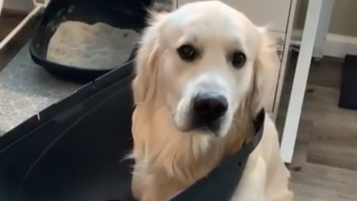 Ovaj pas je glavu zaista gurnuo tamo gdje ne treba, ali ima neodoljiv pogled