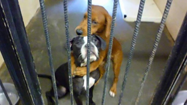 Fotka dva zagrljena psa se proširila i spasila im život malo prije eutanazije