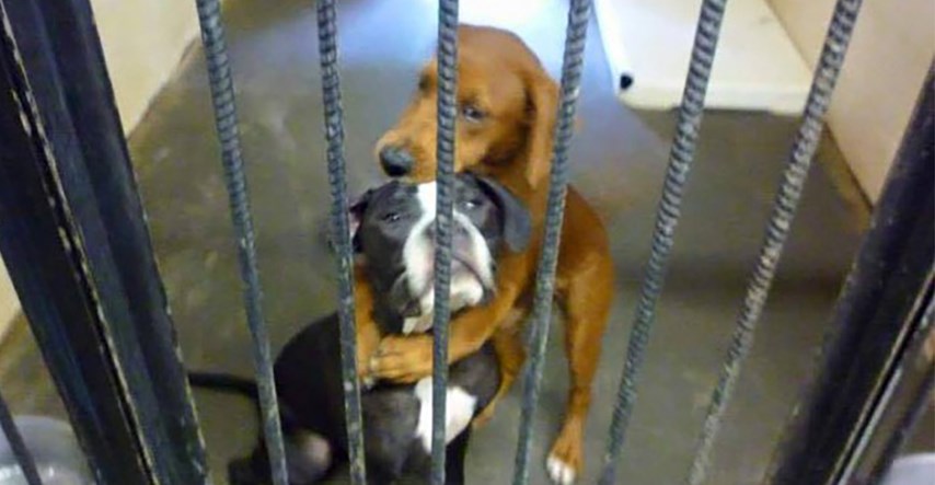 Fotka dva zagrljena psa se proširila i spasila im život malo prije eutanazije
