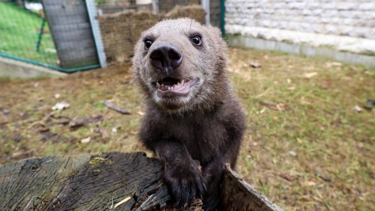 Preslatka medvjedica Aida uživa u svom novom domu