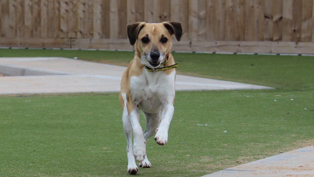 Sklonište traži vodiča i obitelj za psa koji je iznenada oslijepio