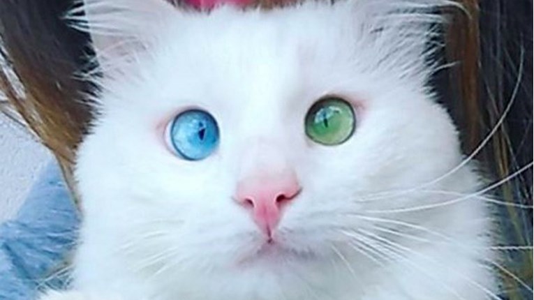 VIDEO Ovo je mačak s najljepšim i najčudnijim očima na svijetu