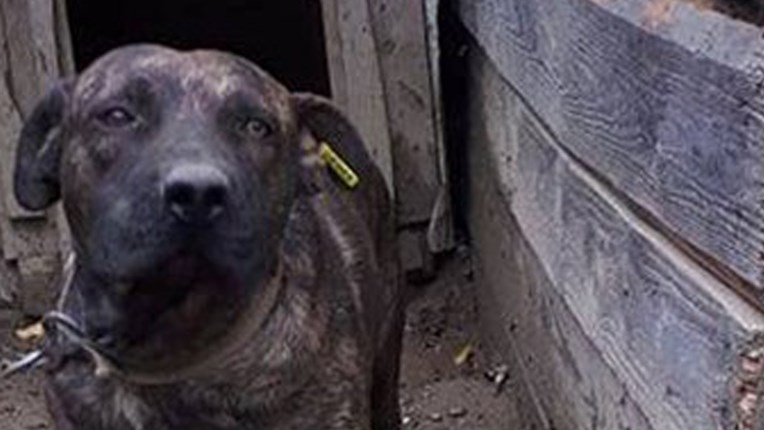 VIDEO Ari je jedan u nizu romskih pasa za koje su mislili da neće pronaći sreću. Dobio je priliku