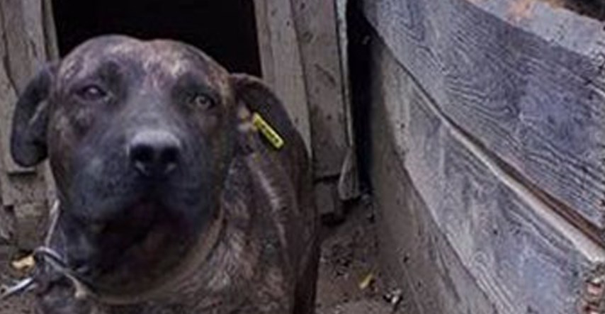 VIDEO Ari je jedan u nizu romskih pasa za koje su mislili da neće pronaći sreću. Dobio je priliku