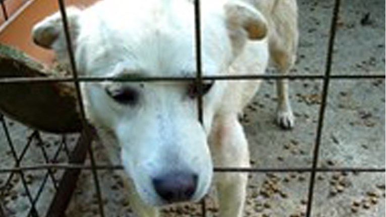 VIDEO Nitko dugo nije čuo vapaj ovog psa koji je dane provodio u skloništu