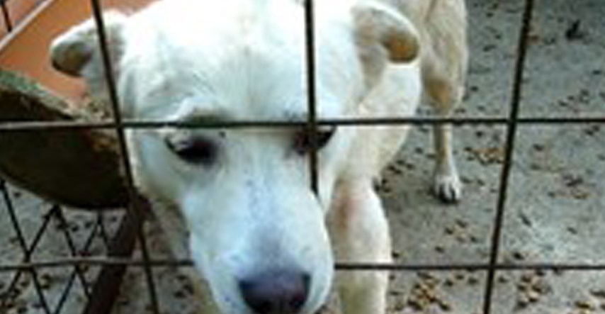 VIDEO Nitko dugo nije čuo vapaj ovog psa koji je dane provodio u skloništu
