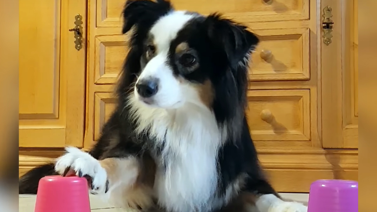 VIDEO Ovaj pas obožava trikove, no ovaj ga je malo razočarao