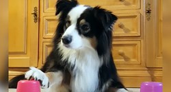 VIDEO Ovaj pas obožava trikove, no ovaj ga je malo razočarao