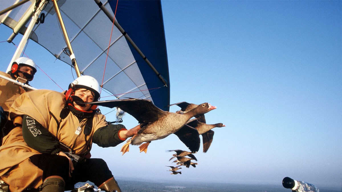 VIDEO Ovaj čovjek zna kako je to letjeti s pticama