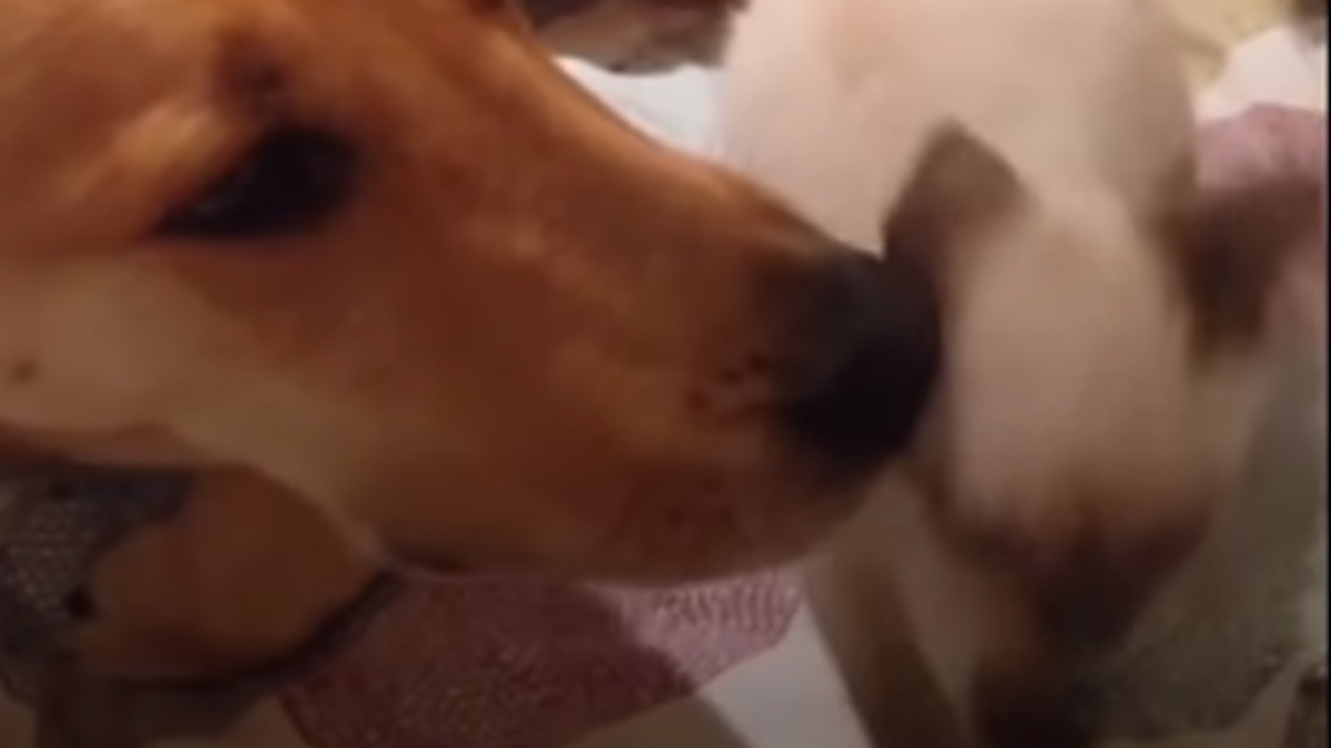 VIDEO Ove životinje nisu iste vrste, ali se obožavaju