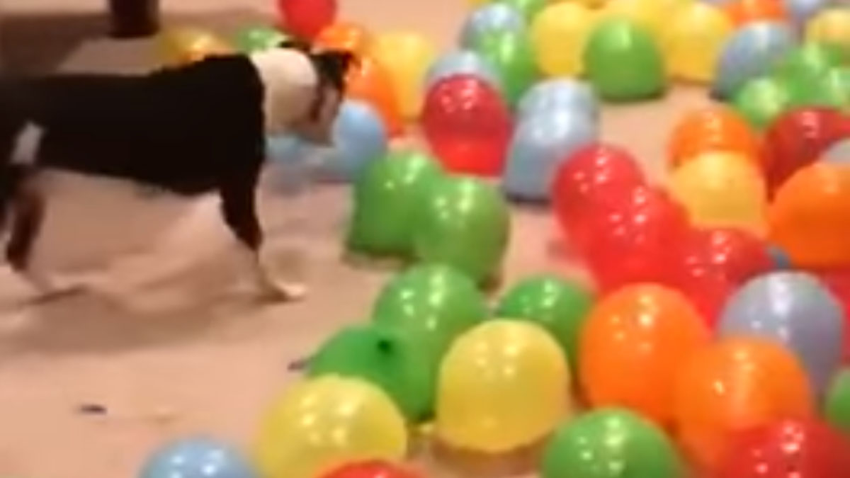 VIDEO Pit bul Boyd dobio je najljepši dar za rođendan
