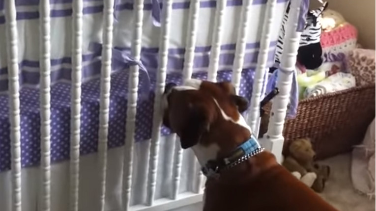 VIDEO Beba nije prestajala plakati, a kujica je učinila nešto nevjerojatno