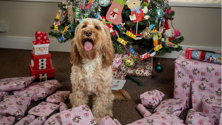 Vlasnica je potrošila preko 1000 funti na božićne poklone za svoga psa
