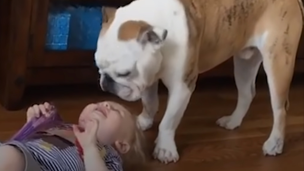 VIDEO Ovaj slatki buldog je prava lijenčina, ali radi nešto nevjerojatno