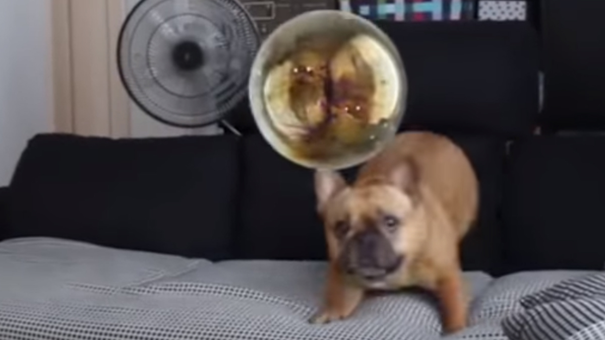 VIDEO Ovaj buldog je doživio svoje prvo razočaranje u životu