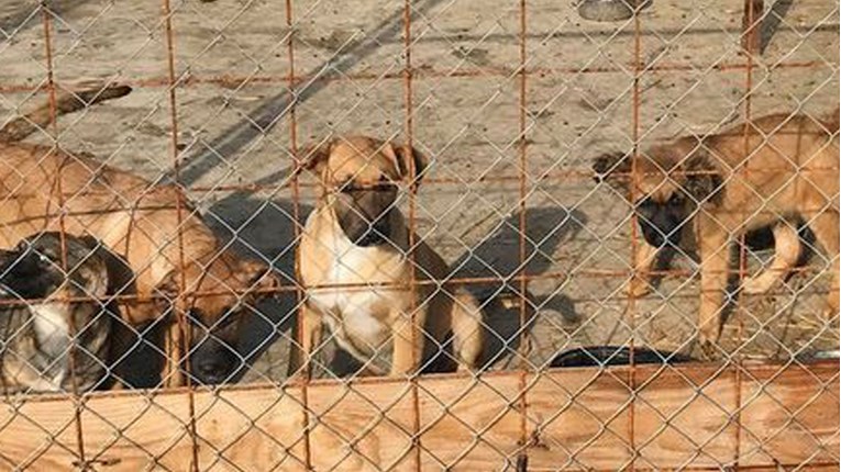 U Azilu Čakovec se nalazi preko 700 pasa. Hitno im je potrebna hrana