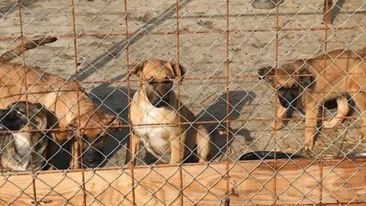 U Azilu Čakovec se nalazi preko 700 pasa. Hitno im je potrebna hrana