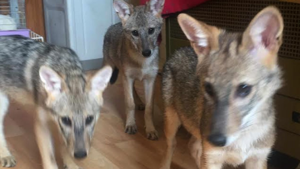 Upoznajte prva tri čaglja spašena i othranjena u Hrvatskoj