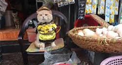 VIDEO Mačak Dog je najbolji prodavač ribe na svijetu