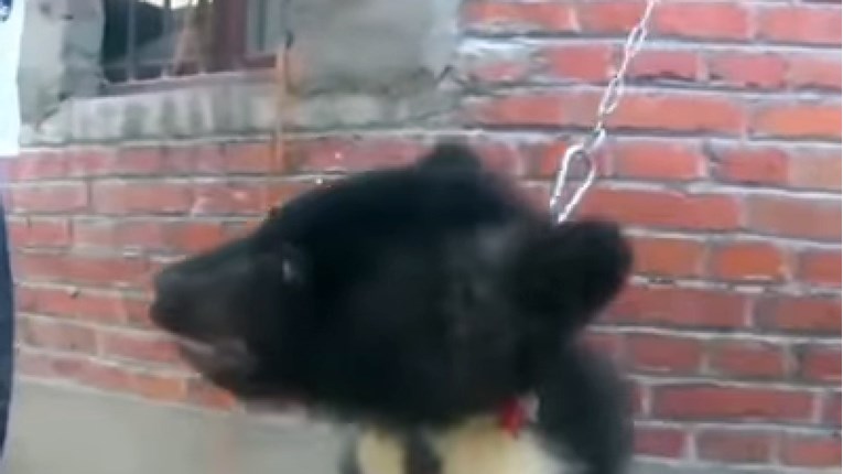 VIDEO Kako bi zabavili ljude, ove životinje su zlostavljali, tukli i vezali