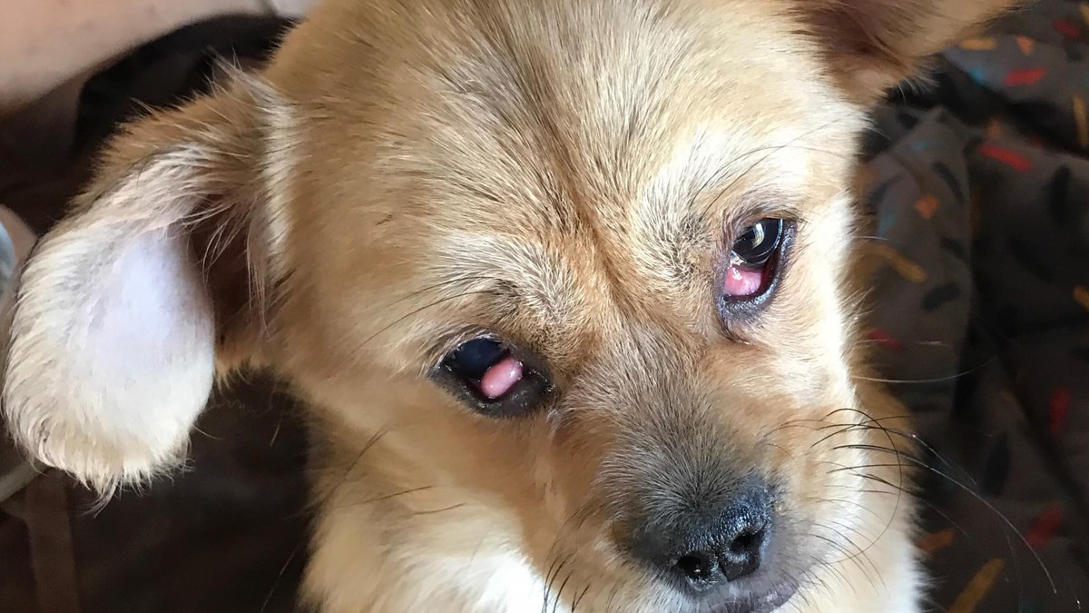 Malenu kujicu su udomili preko oglasa. Pobjegla je, našli su je u kanalizaciji