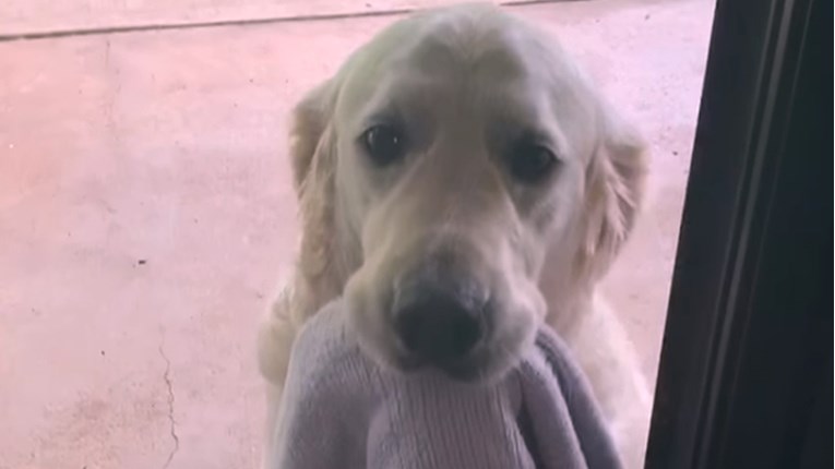 VIDEO Ovaj pas je nevjerojatan, pogledajte što radi
