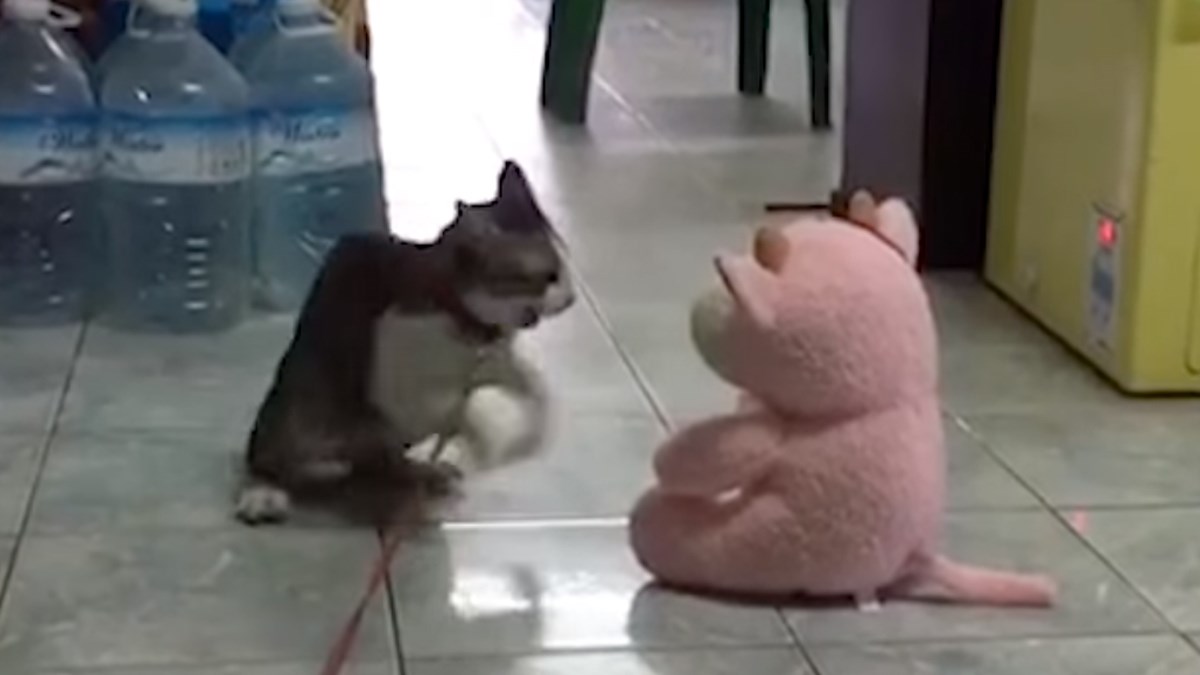 VIDEO Kad mačke polude ništa ih ne može zaustaviti