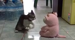 VIDEO Kad mačke polude ništa ih ne može zaustaviti