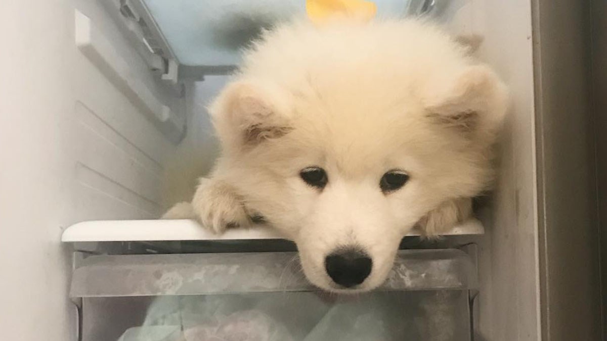 VIDEO Ovaj slatki pas zna kamo pobjeći kada mu je vruće