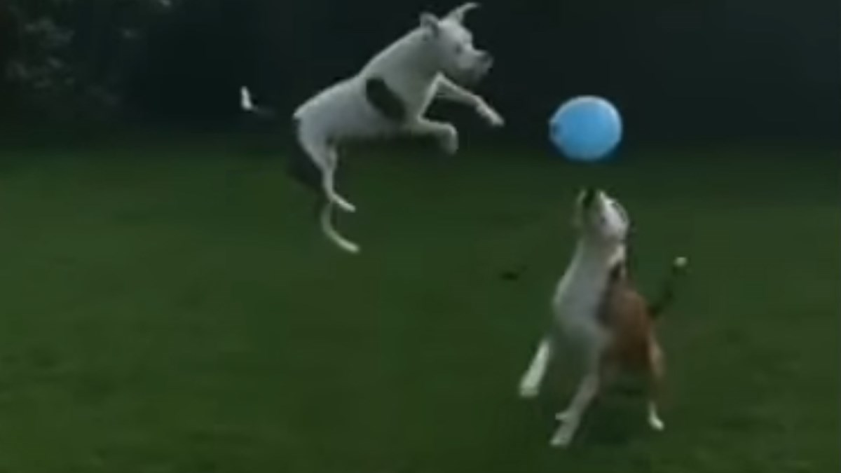 Ovo je idealna zabava za vlasnike i ljubimce, a ima i terapijski učinak