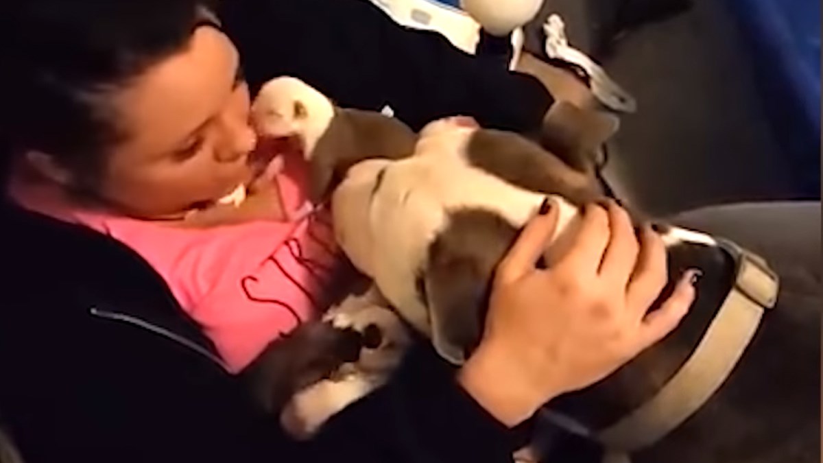 Slatka kujica pit bulla je dala svoje štence vlasnici