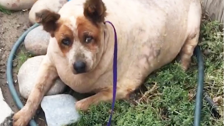 VIDEO Siroti pas imao je 27 kilograma previše i to mu je uništavalo život