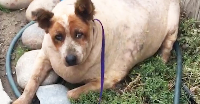 VIDEO Siroti pas imao je 27 kilograma previše i to mu je uništavalo život