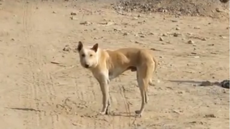 VIDEO Ostavljen sam u bolovima i izobličen, ovaj pas je ipak dobio priliku