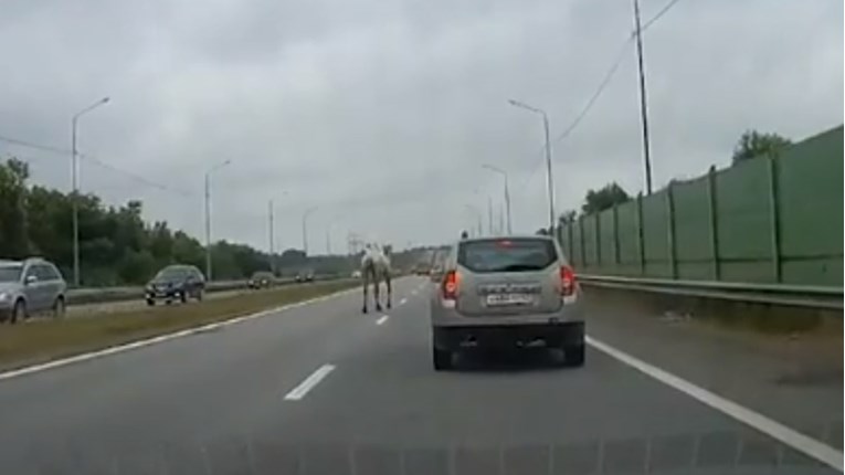 VIDEO Deva se odlučila razgibati i malo trčati po autocesti u Moskvi