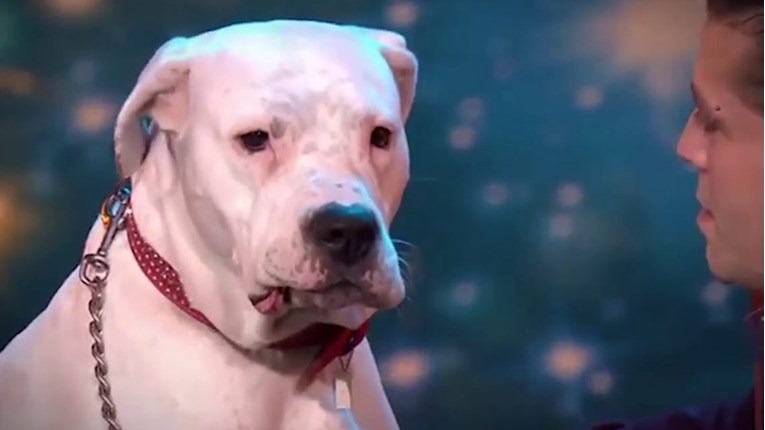 VIDEO Ovaj pas obožava pjevati, a čak se i natjecao za najbolji talent