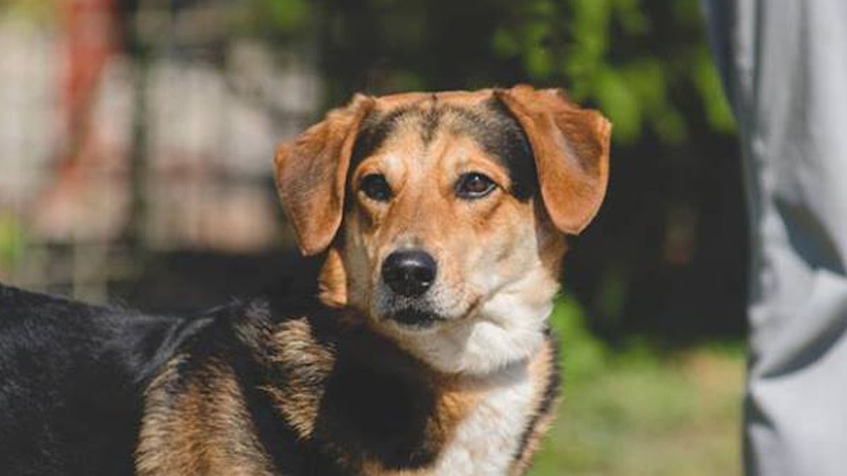 FOTO Slatki mali jazavčar Doni vjeruje da može pronaći obitelj. Pomozite mu