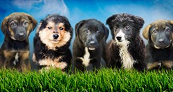 Ispraznimo Sklonište: Najveća hrvatska akcija udomljavanja pasa
