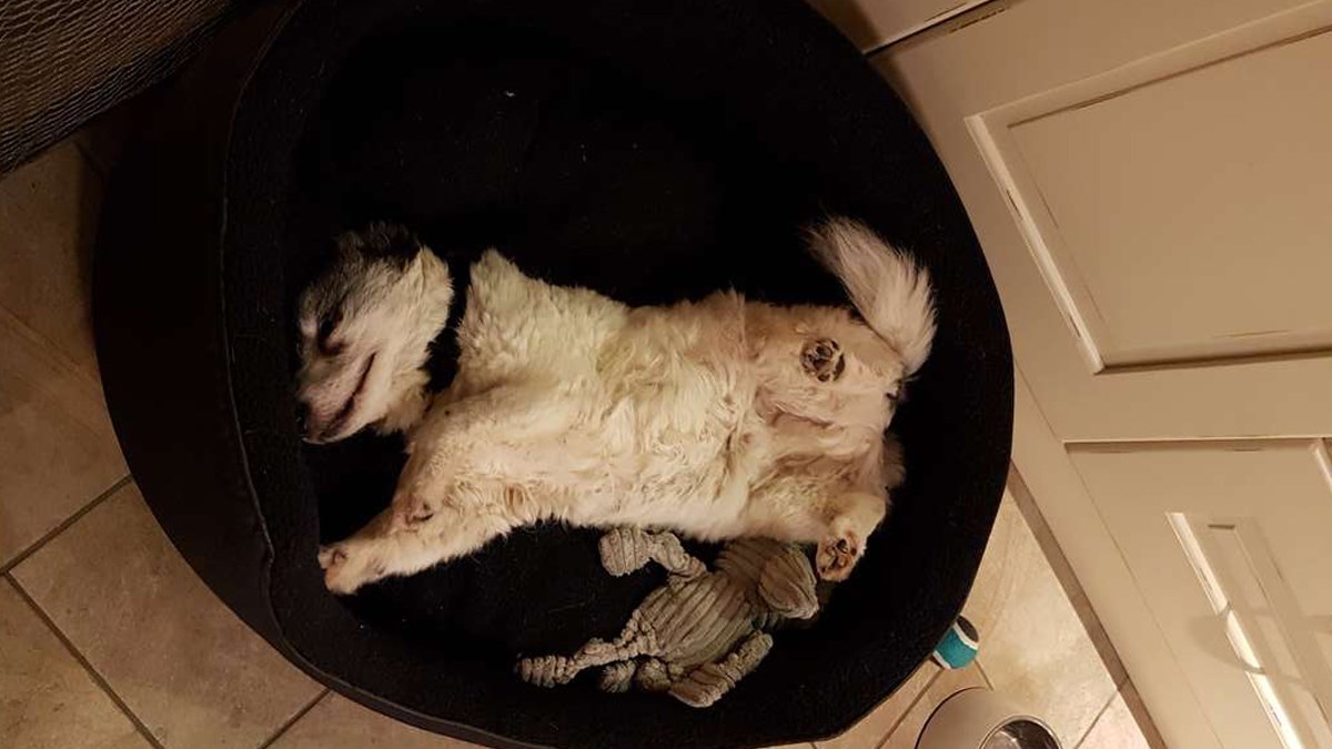 Ovaj stari pas traži dom u kojem može spavati najmanje 9 sati dnevno