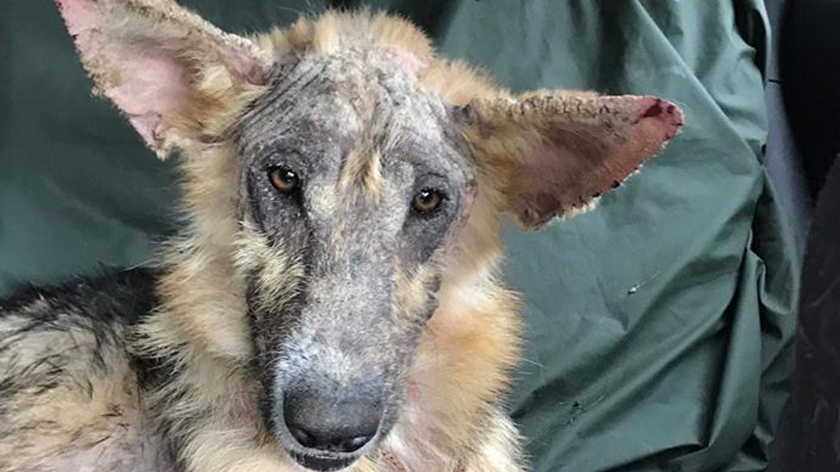 Psi iz romskih naselja nas trebaju. Pomozimo im zajedno