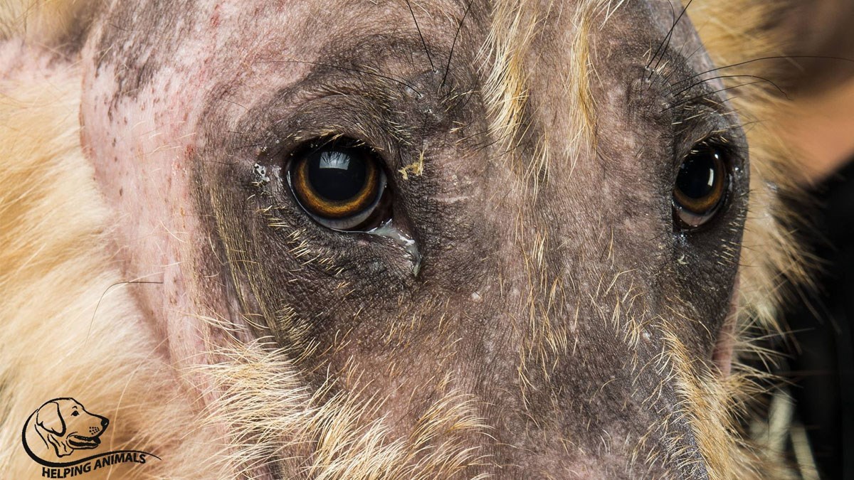 Oni samo žele sigurnost i ljubav. Pomozite im da budu sretni
