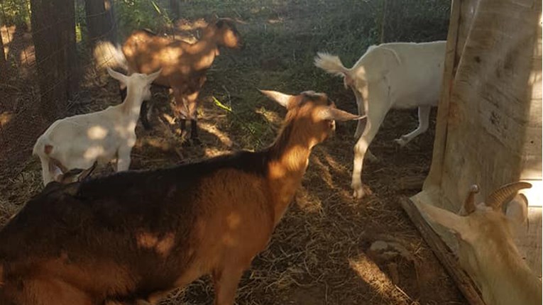 Udruga Farmica iz Našica se našla pred zidom i potrebna joj je pomoć