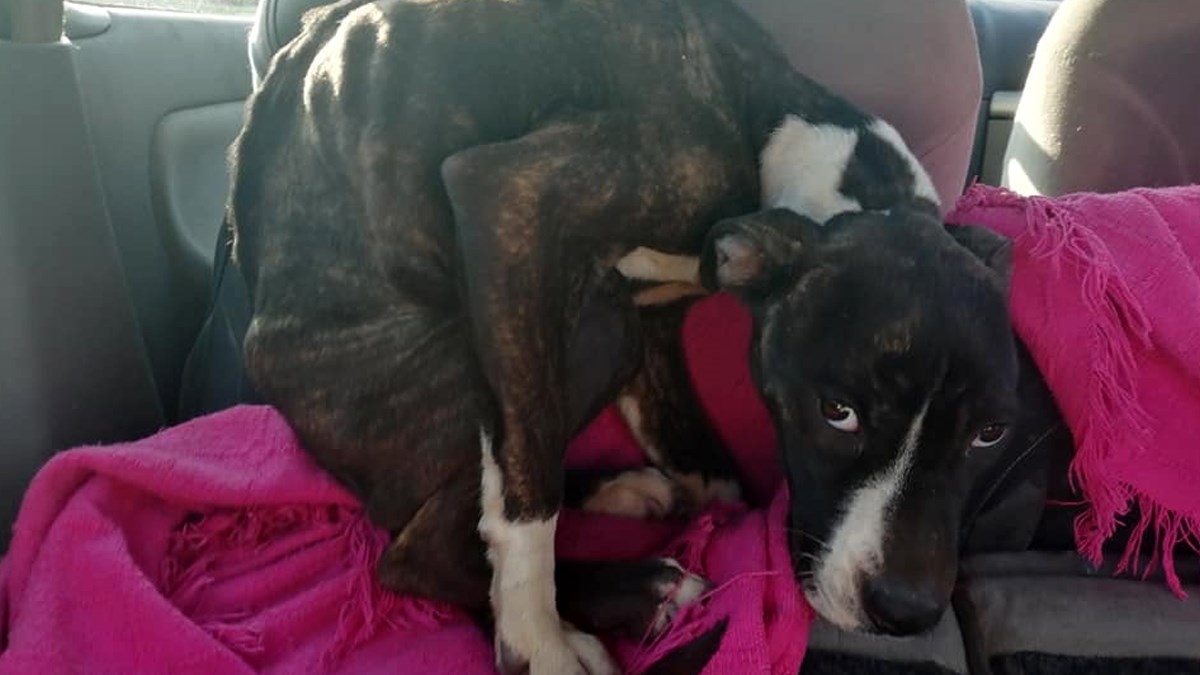 VIDEO Mila je pronađena na rubu života i čeka je dug oporavak