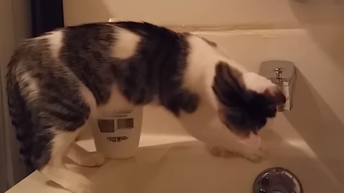 Životinje su možda ponekad malo nespretne, ali mi ih baš takve najviše volimo