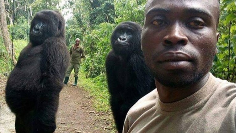 Gorile uživaju u fotkanju selfieja baš kao i ljudi