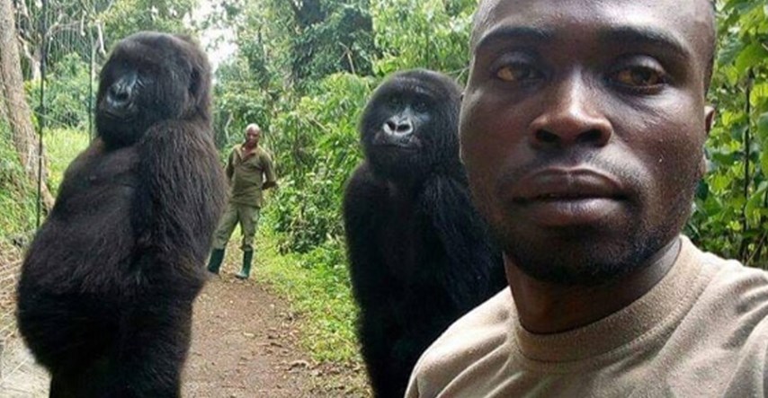 Gorile uživaju u fotkanju selfieja baš kao i ljudi