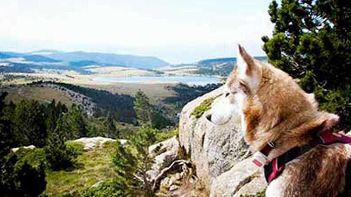 Kućni ljubimci, nova ciljna skupina mobilne telefonije