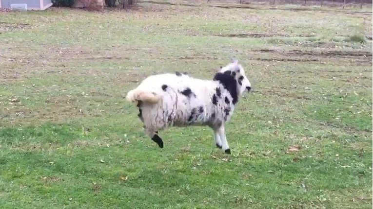 Ovo je najsretnija ovca. Uvjerite se sami